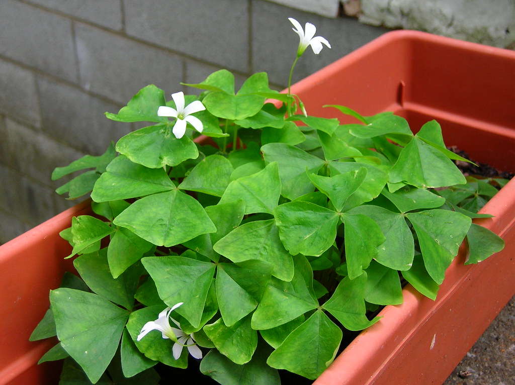 shamrock plant on the back stoop My wonderful shamrock had… Flickr