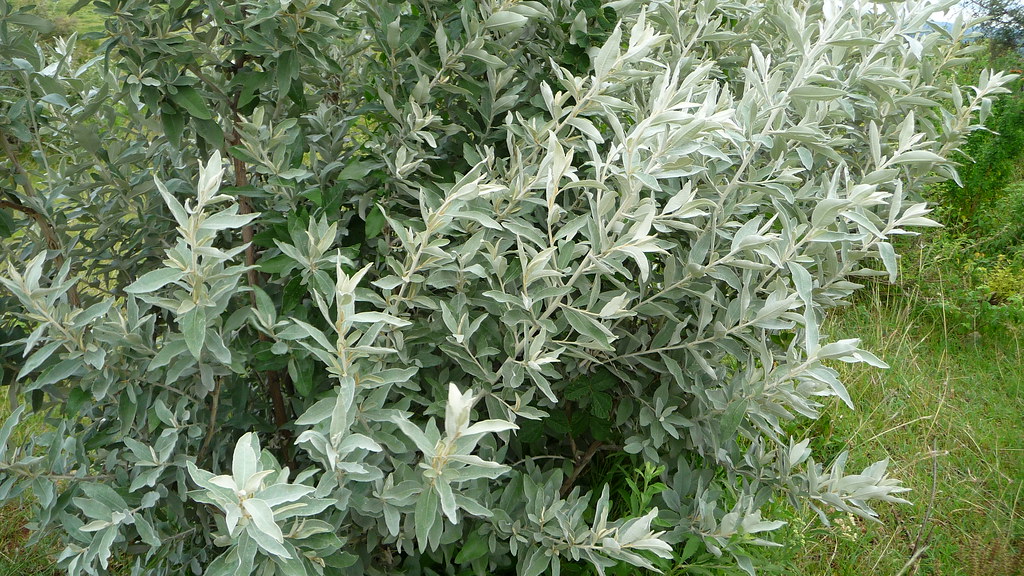 Day 5 African sage Also called deoderant plant the Maas… Flickr