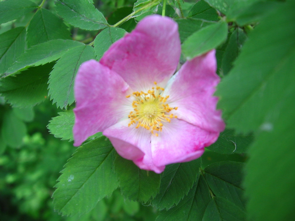 Wild Alberta Rose 16. Where The Wild Roses Grow line in th… Flickr