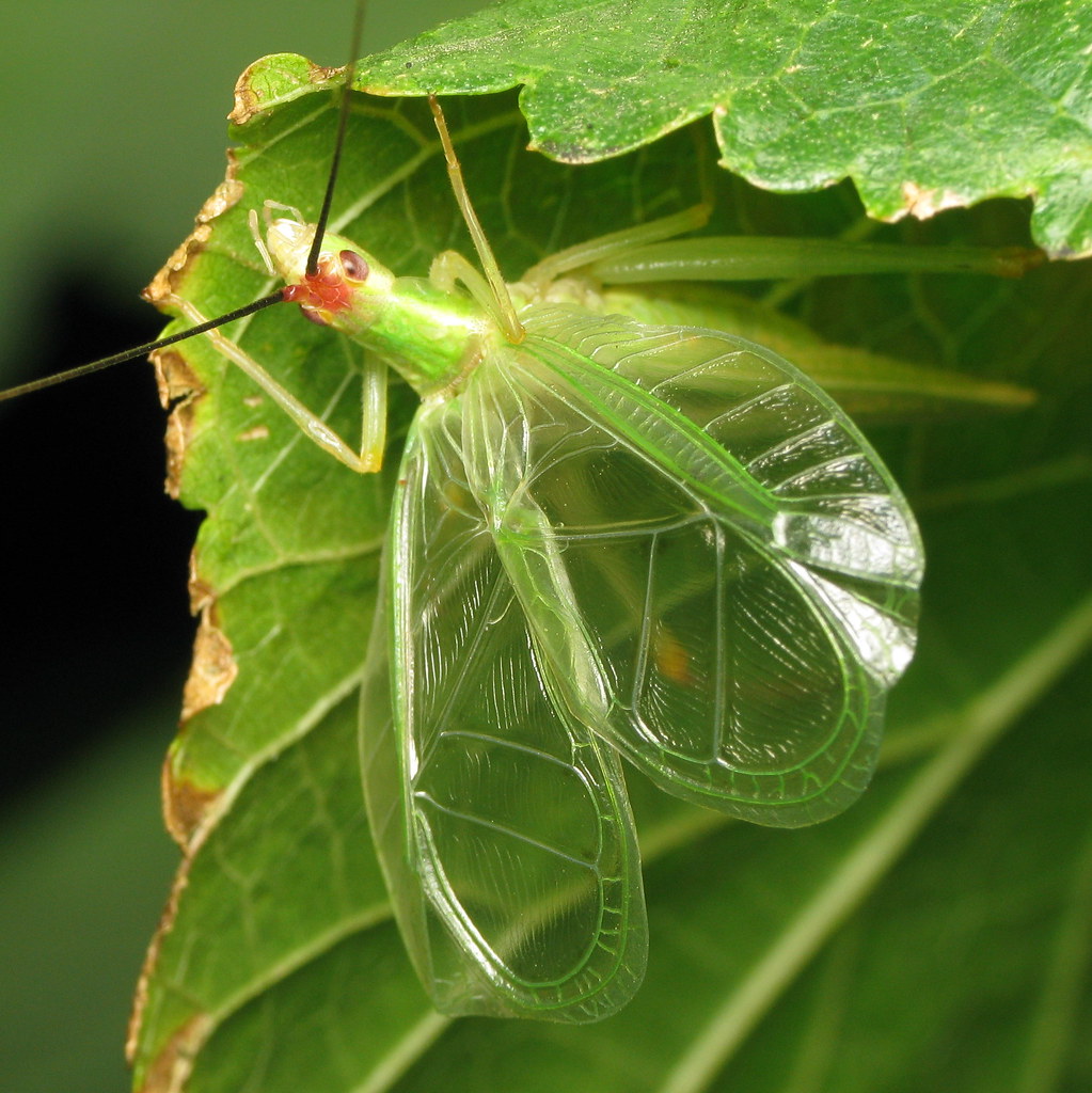 Snowy Tree Cricket Snowy Tree Cricket Oecanthus fultoni Ab… Flickr