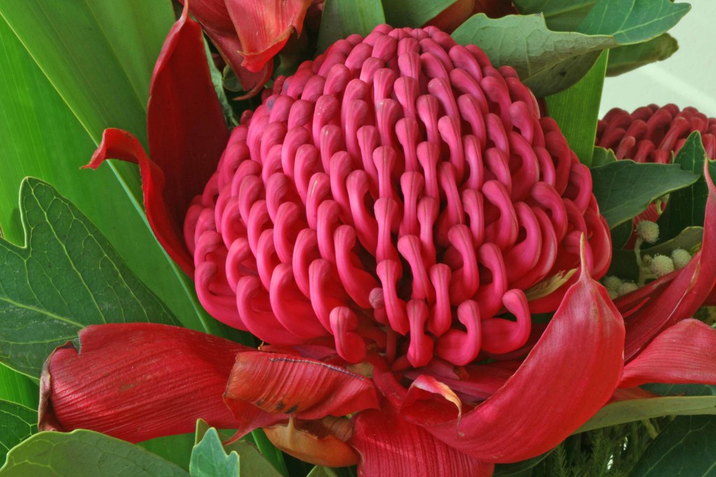 Waratah, Floral Emblem of New South Wales This shot of the… Flickr