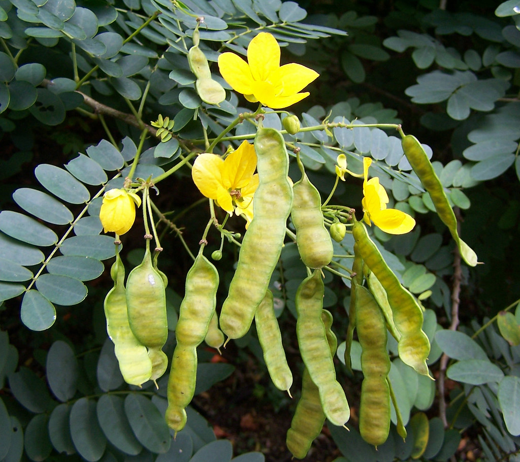 Botanical Gardensyellow flower with seed pods Makuahine Pa'i Ki'i
