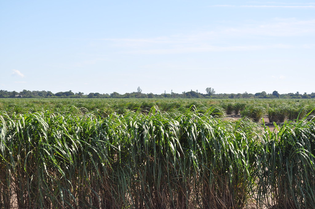 Crops in Parkland Florida Interesting crops growing in Par… Flickr
