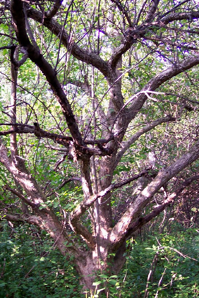 Arcadia Tree 1 Lori Holderb Flickr