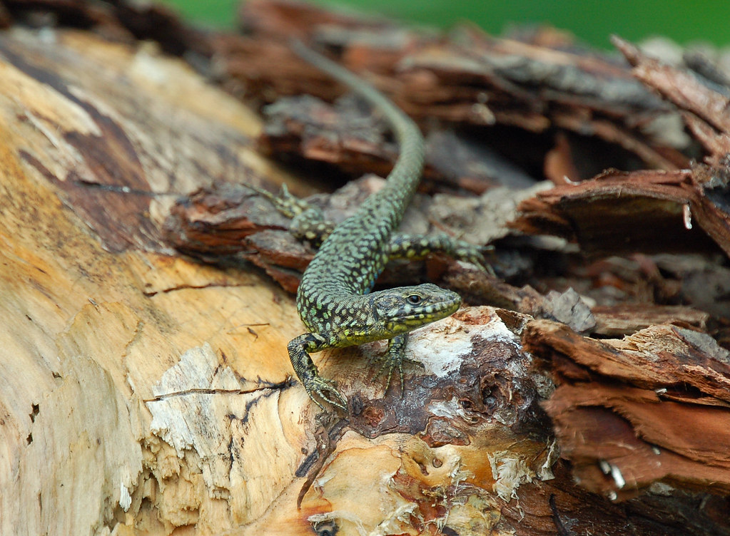 European Wall Lizard Armleder Park, Cincinnati Ohio 628
