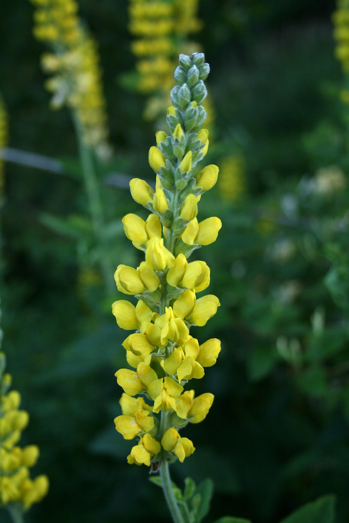 Carolina Lupine What are these things? The plants… Flickr