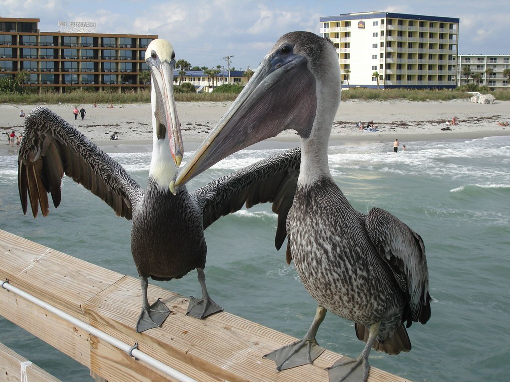 Squabbling Pelicans, Cocoa Beach These pelicans looks angr… Flickr