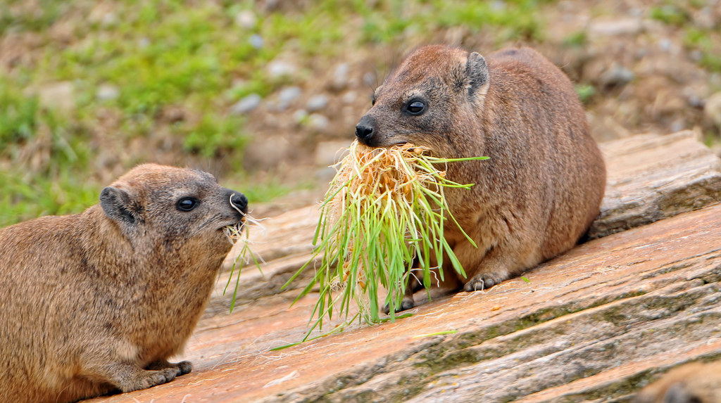 Rock hyraxes A picture of two of these curious mammals, wh… Flickr