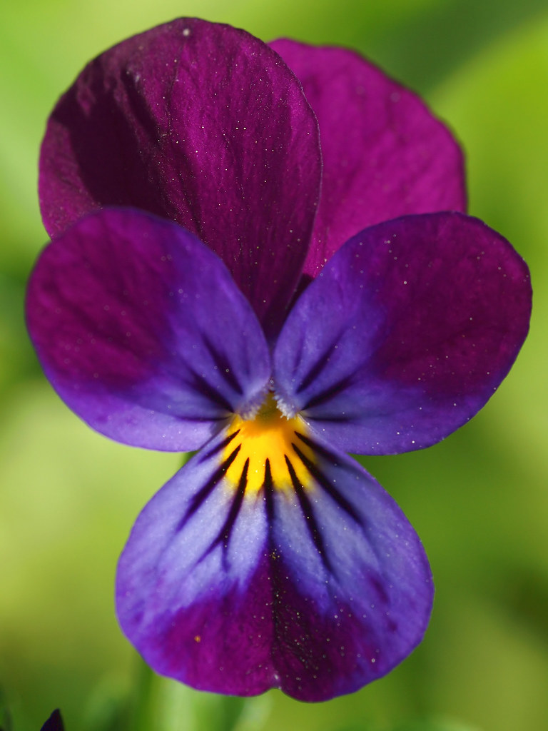 The flower of a Heartsease. This is the flower of the wild… Flickr