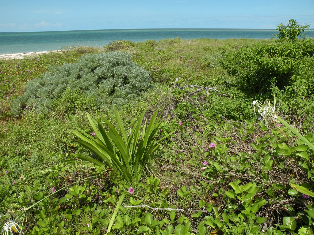 Key West NWR and native plants Native plants grow on an is… Flickr