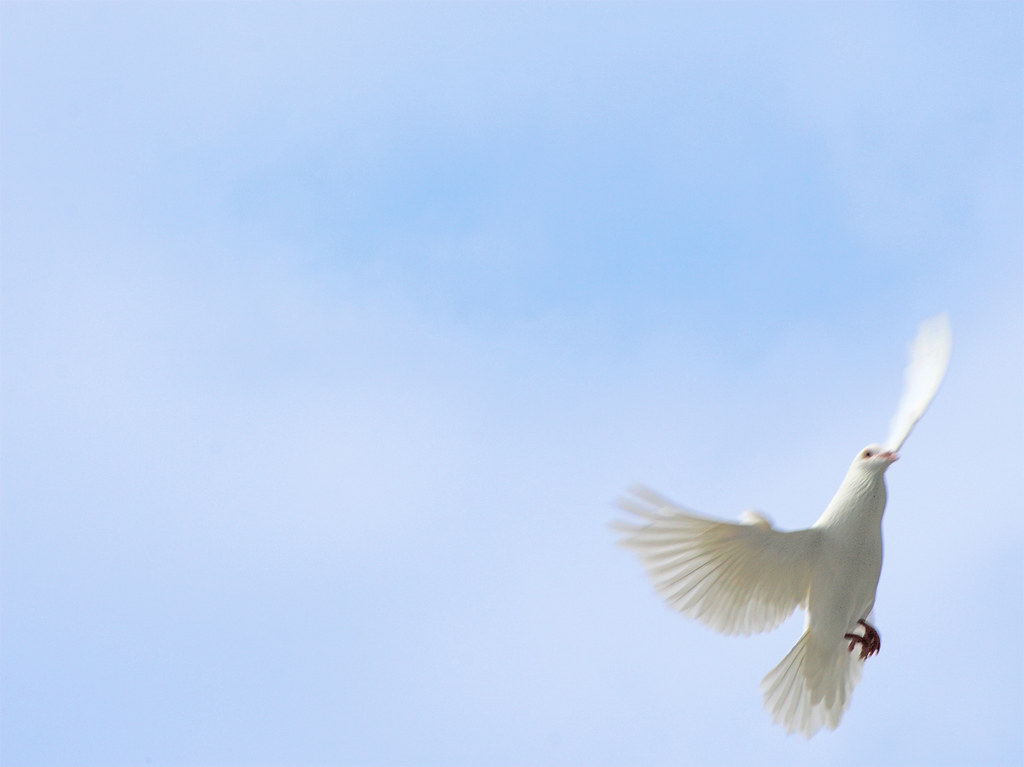 White Dove Against Blue Sky White doves flying against blu… Flickr
