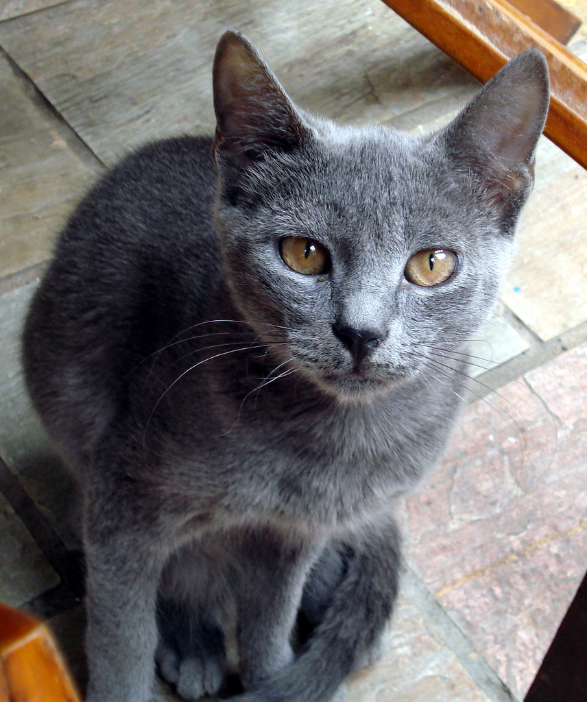 Crete Cats Cute Grey Cat Grey cat in Crete AlmazUK Flickr