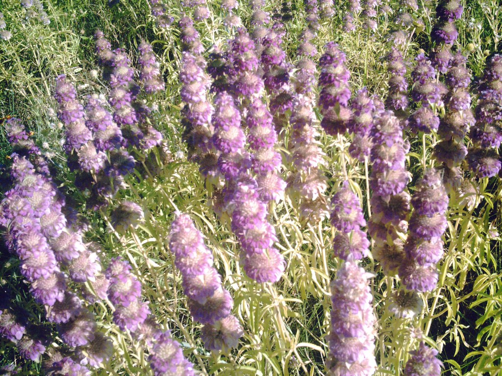 purple texas wildflower camera argus DC 5185 June 21, 201… Flickr