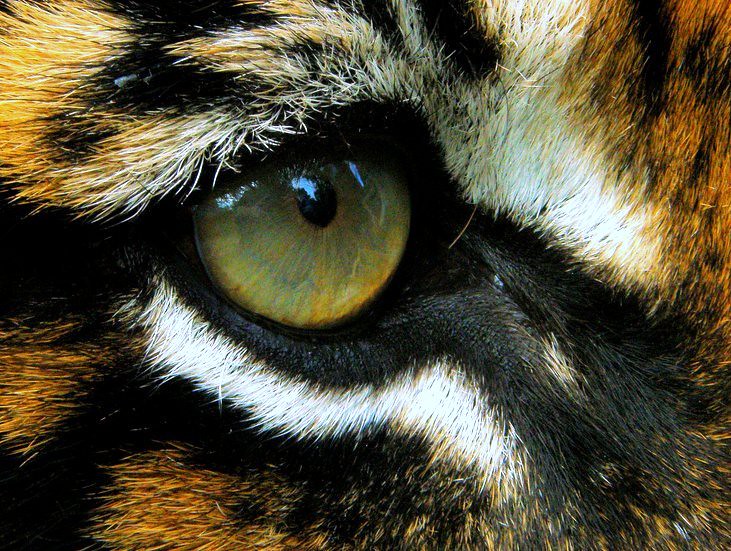 Tiger Eye Closeup stephen doyle Flickr
