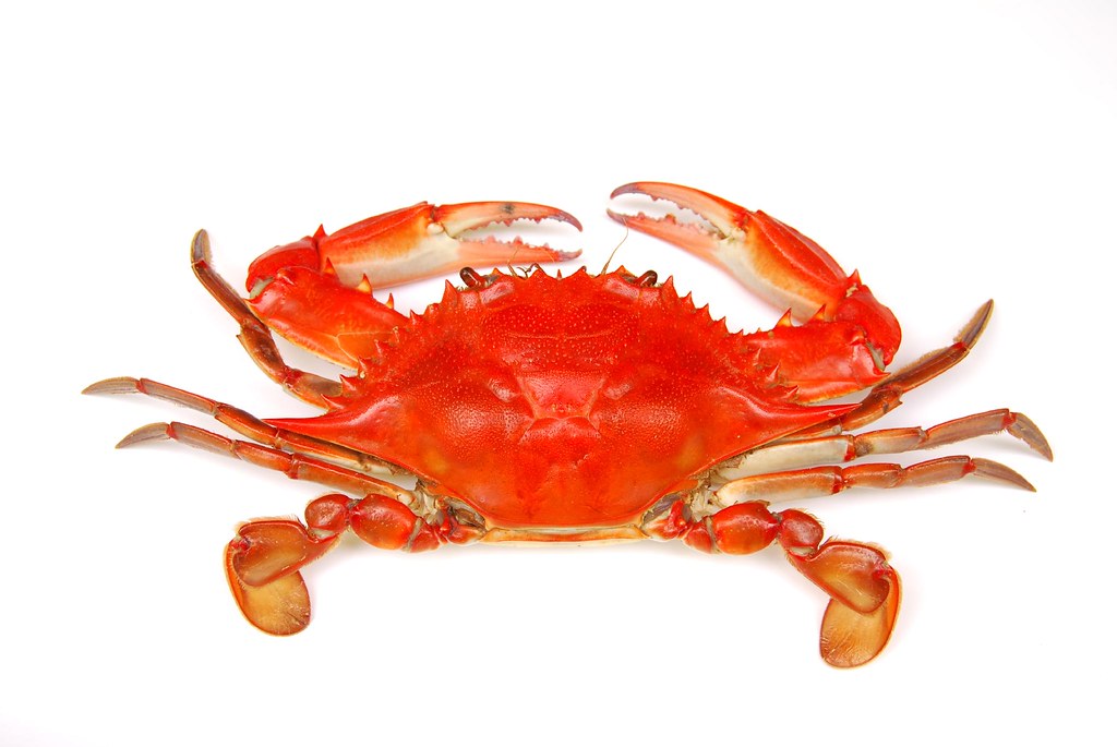 A Boiled Louisiana Blue Crab Alicia Lee Flickr