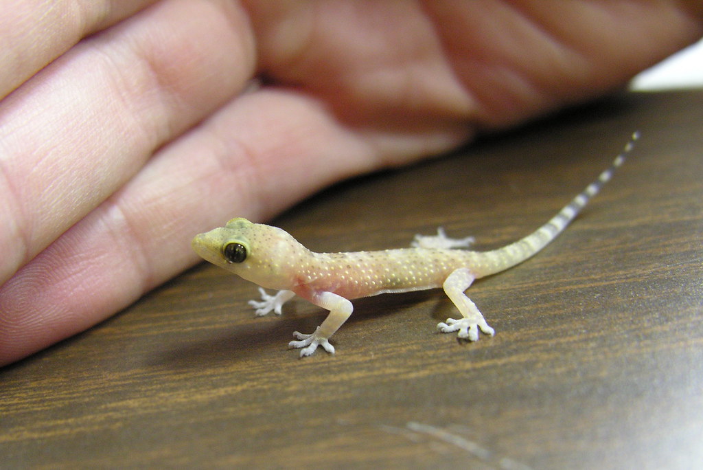 Translucent baby gecko This little gecko was found in Prim… Flickr