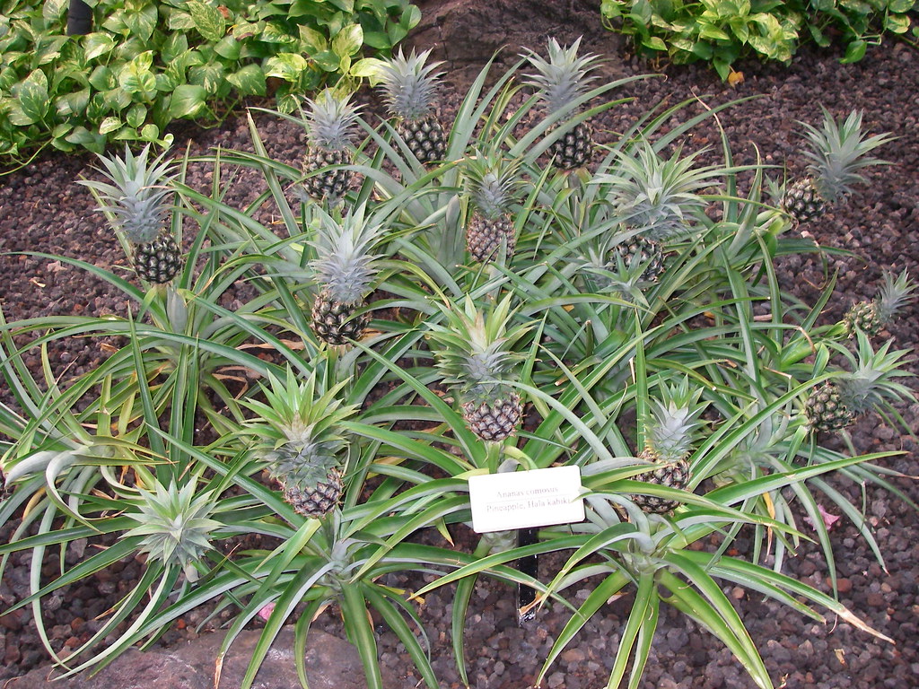 Pineapple Plant at Maui Kaanapali Hyatt Go Visit Hawaii Flickr