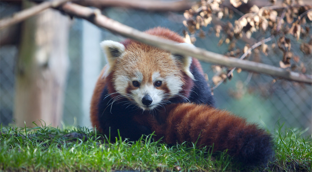 Ahhh, fluffy animal these have got to be the cutest animal… Flickr