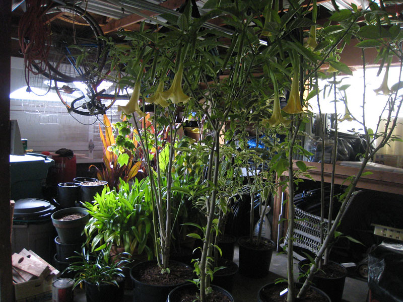 Overwinter plants in Garage Marta Flickr