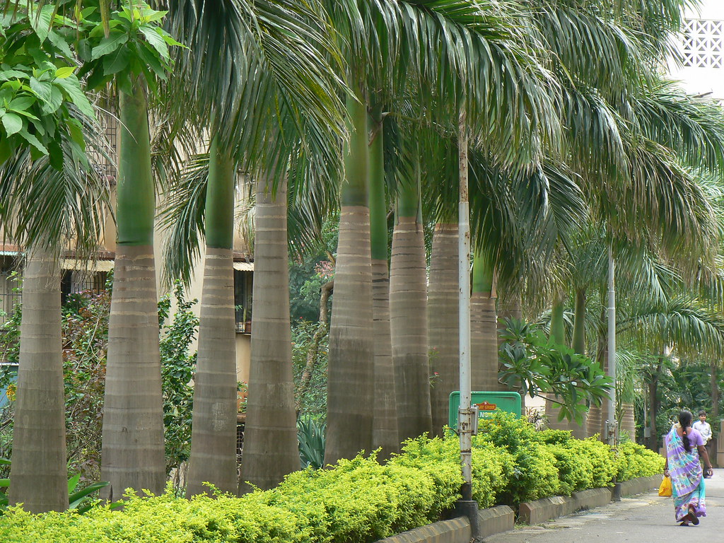 Cuban Royal Palm Arecaceae (palm family) » Roystonea regia… Flickr