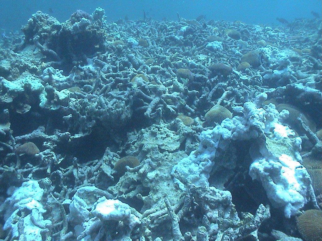 Coral reef degradation in Mauritius © O. Tyack IUCNweb Flickr