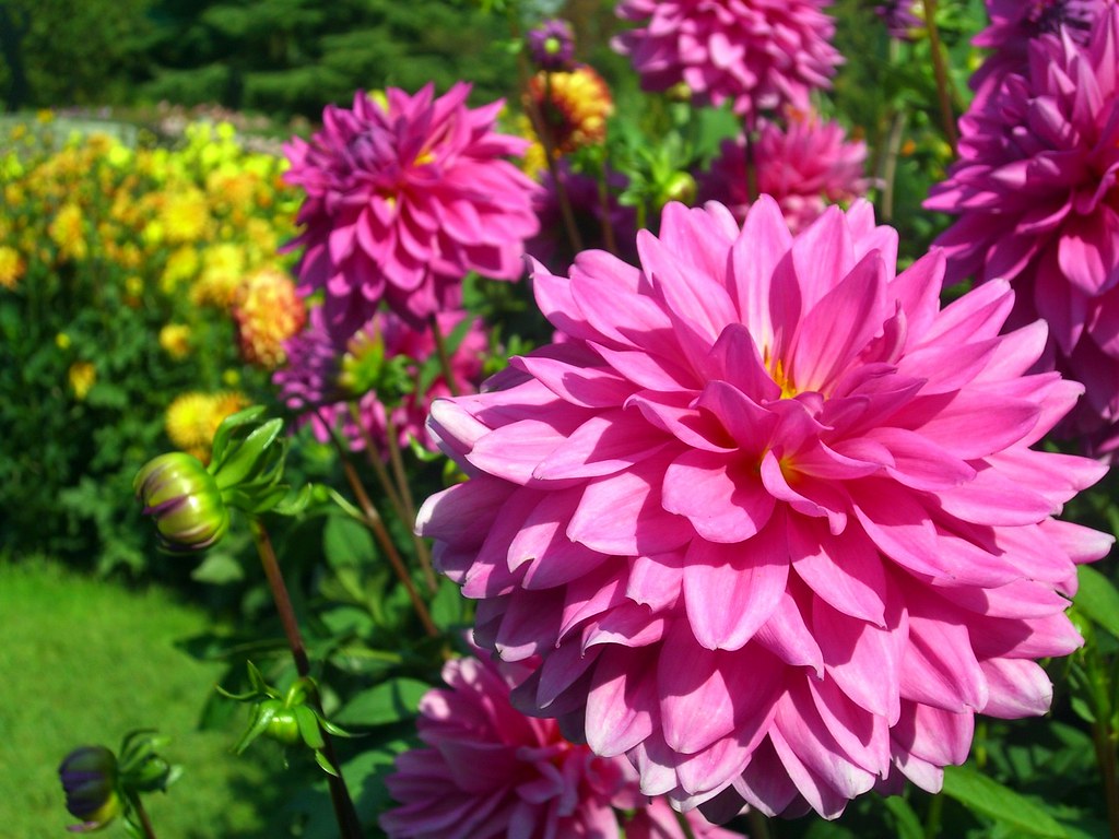 All kinds of different flowers at the island Sebastian Schulz Flickr