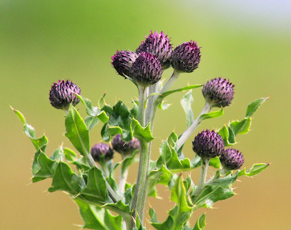 Thistle The thistle is the national flower of Scotland. Ac… Flickr
