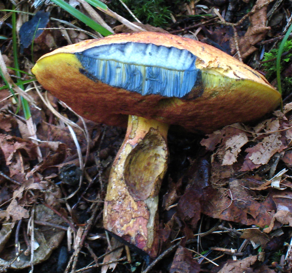 Redmouth bolete, Boletus subvelutipes Stains blue instant… Flickr