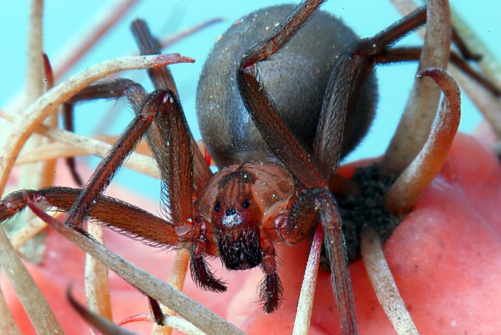 Brown Recluse Female, POISONOUS, 10 11 mm Mike Keeling Flickr