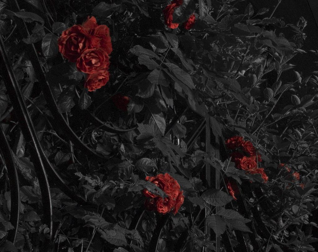 Roses by night. Random roses at night. Removed all colors … Jelle