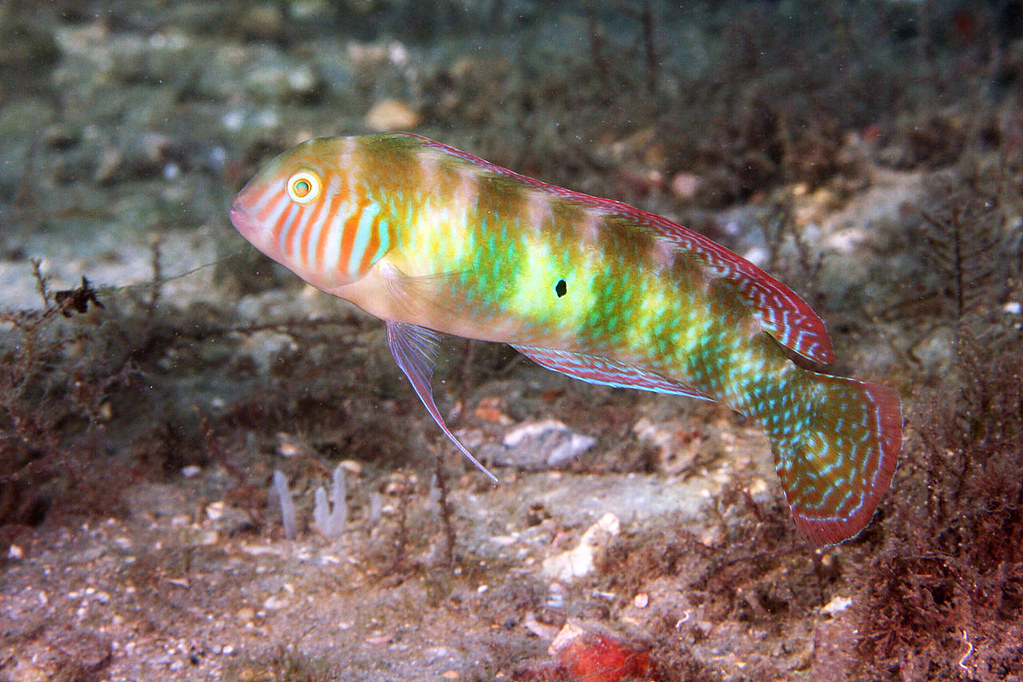 IMG_5134acrre Green Razorfish (Xyrichtys splendens) male Flickr