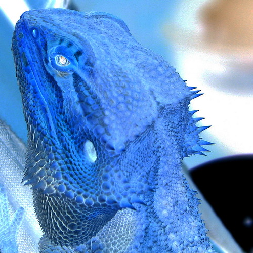 California blue bearded dragons are sold in pictures