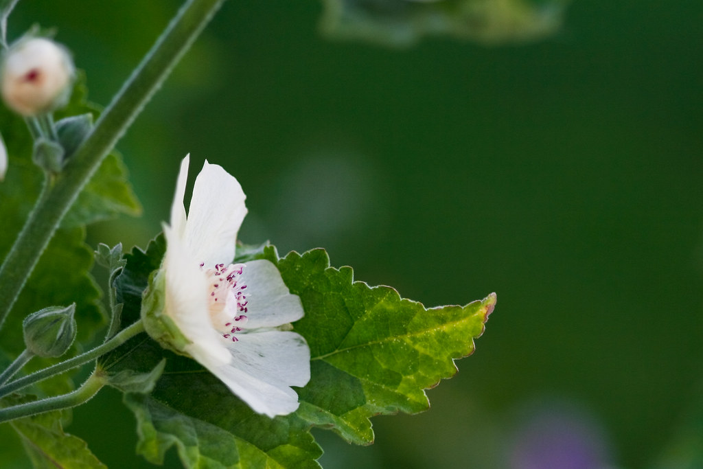 Mallow Our giant mallow plant is in bloom. Nick Olejniczak Flickr