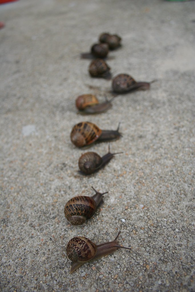 Snail race 9 snails in a racing IMG_1561 Noj Han Flickr
