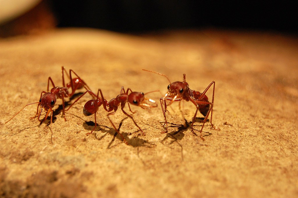 Mountains out of Anthills Jan 2009 Ants can lift weights … Flickr