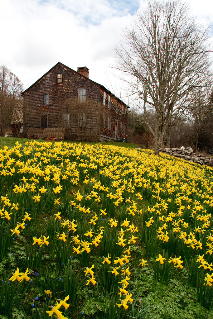 Daffodil carpet at the Denison Homestead Museum, Mystic, C… Bob