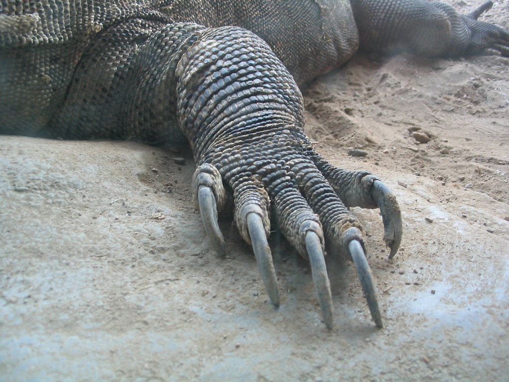 Komodo dragon claw Deirdre Flickr