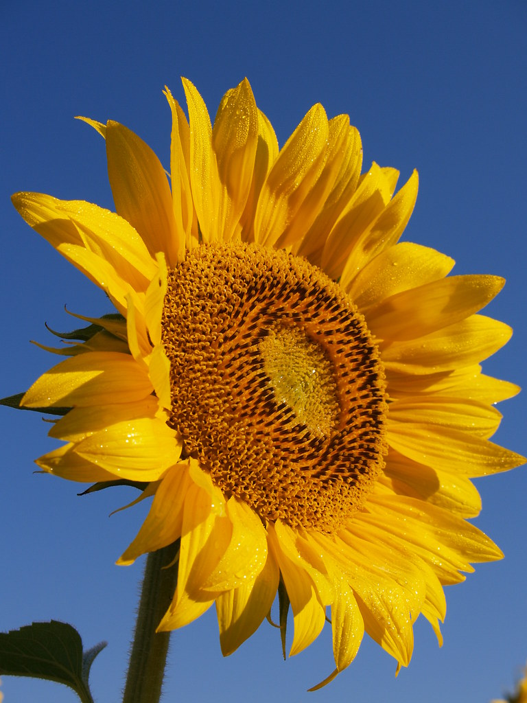 OH sunflower Field of sunflowers outside YSO Jeff Campbell Flickr