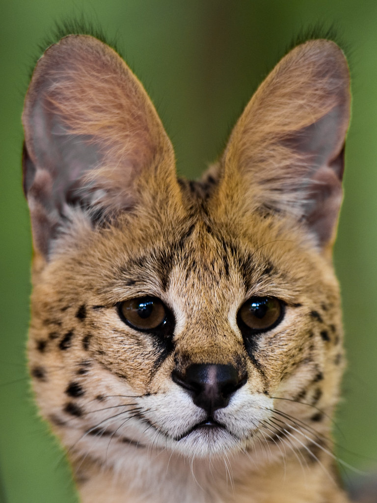 Serval The Serval is a mediumsized African wild cat. It m… Flickr