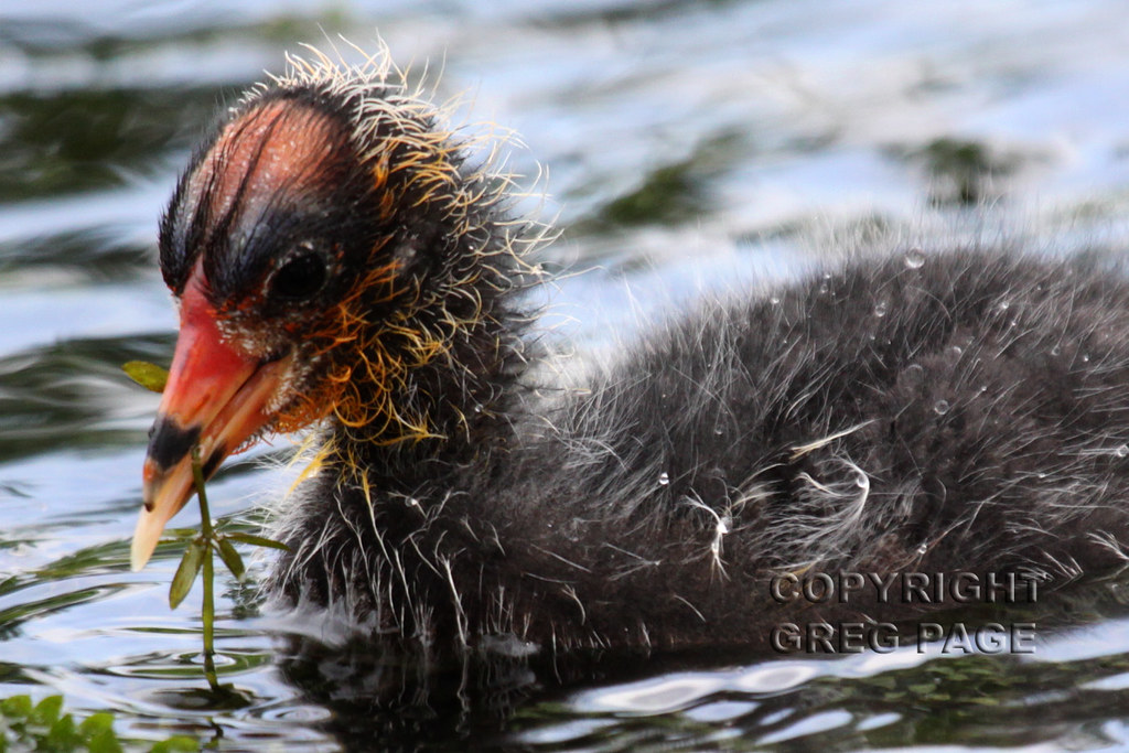 Baby Coot Eating American Coot at Hermann Park, Houston 7… Greg Page Flickr