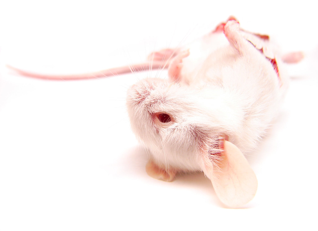 Pure as Death You never feed a snake live mice. Since I ca… Flickr