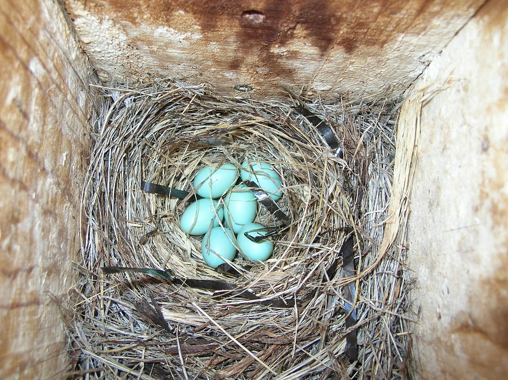 Western Bluebirdeggs 2 23rd April 2005 Beaver Lake Road K… Flickr