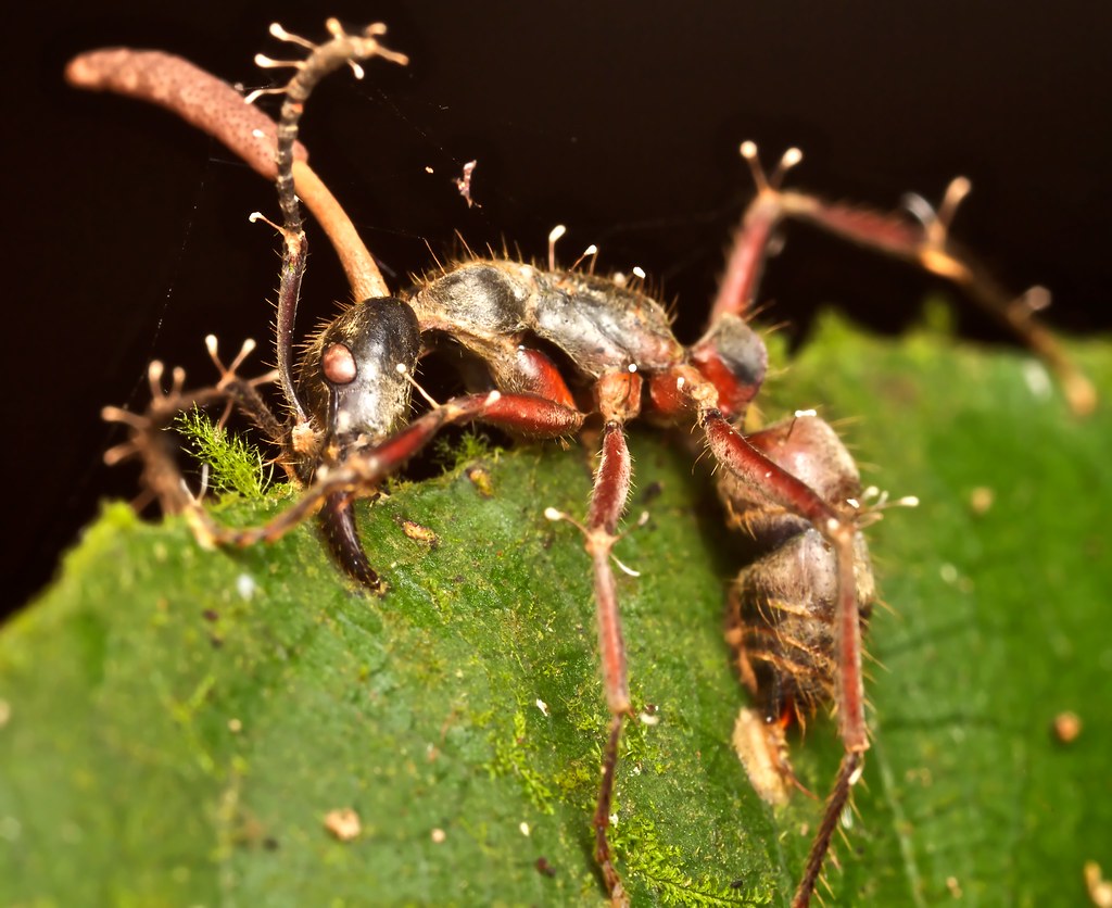 Ant parasitized by entomopathogenic fungus (Cordyceps) Flickr