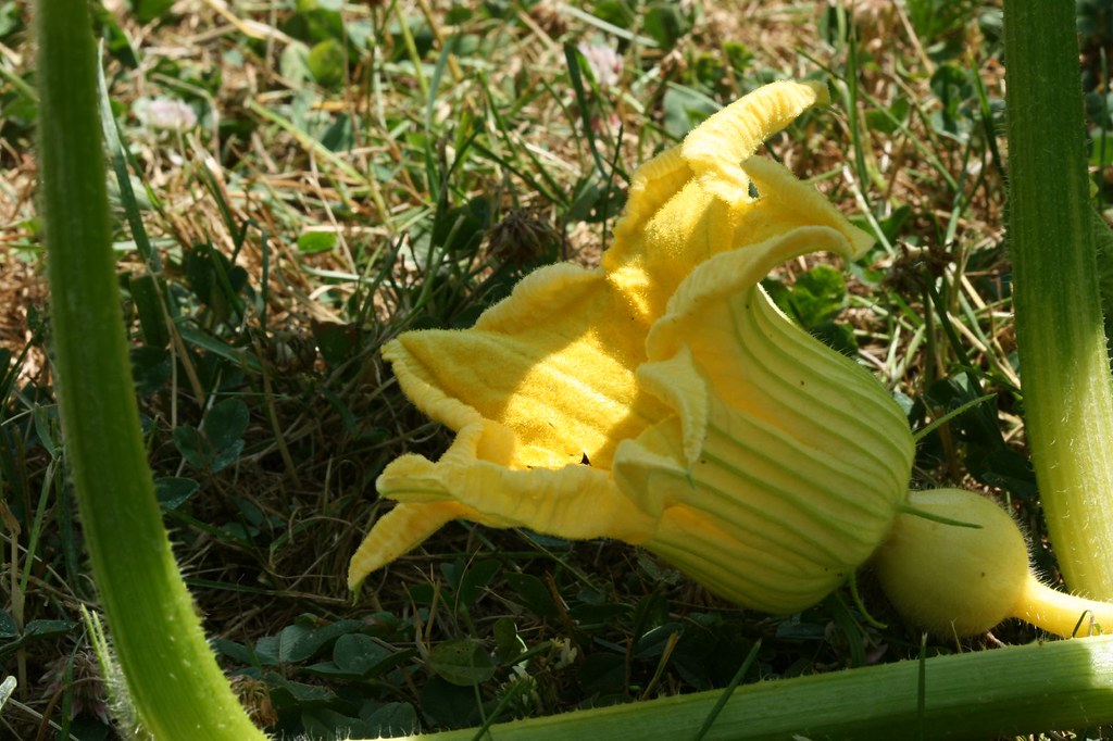 Female Pumpkin Flower Female Pumpkin Flower Flickr