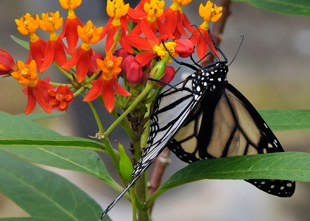white monarchs a rare white monarch butterfly. we had the … Flickr