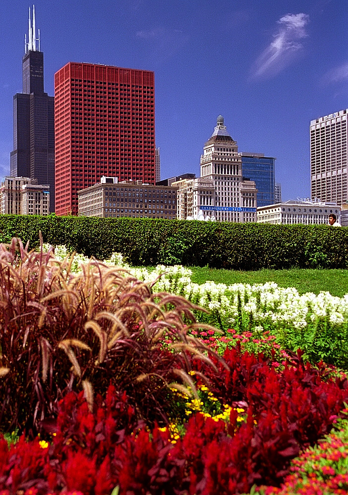 Chicago Grant Park Flowers & Sears(Willis) Tower Flickr