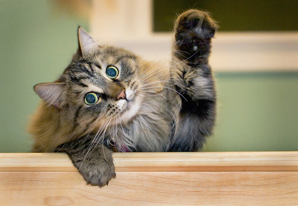 all those who think I'm cute raise your hand Found this in… Flickr