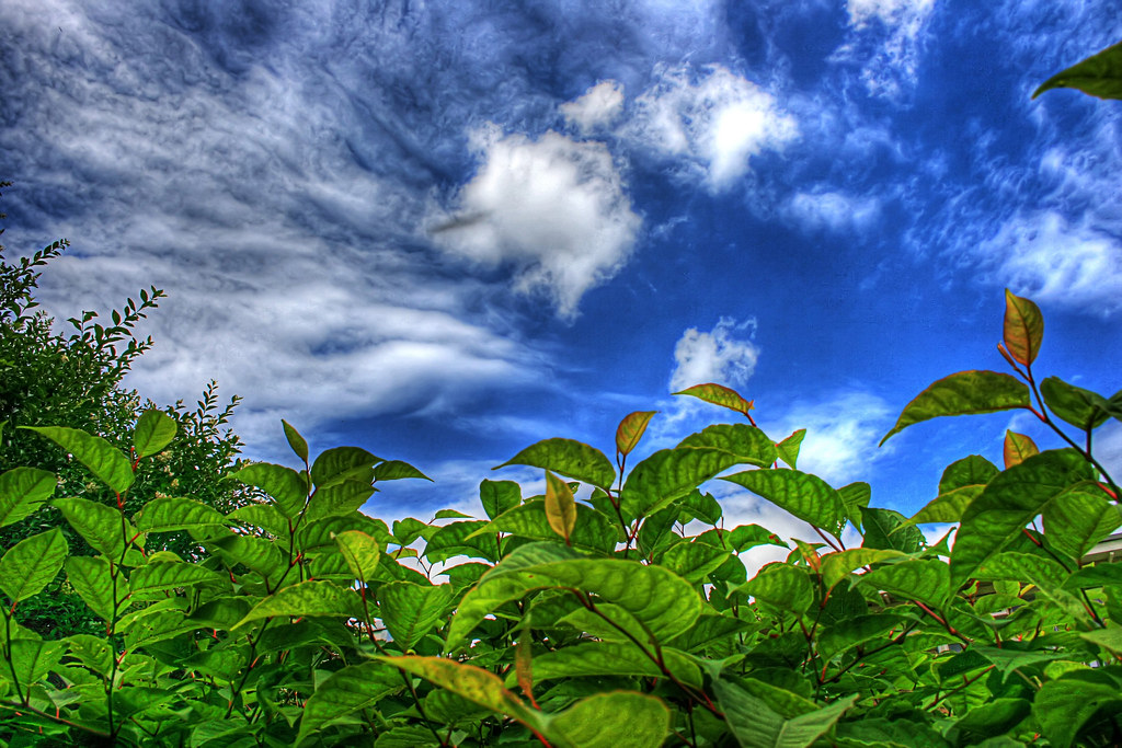 Sky and Plants Some plants in my backyard, and the beautif… Flickr