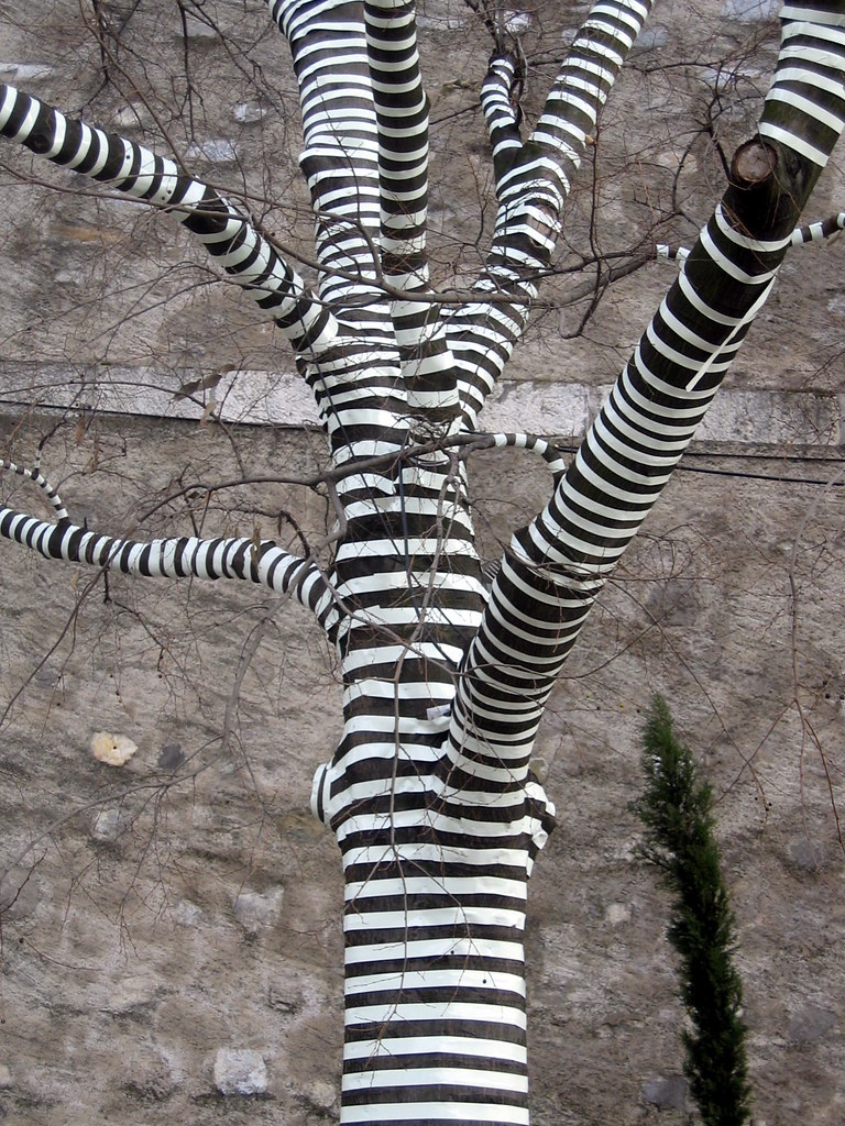 106_0604 Zebra tree, Geneva, Christmas 2004.JPG Zebra tree… Flickr