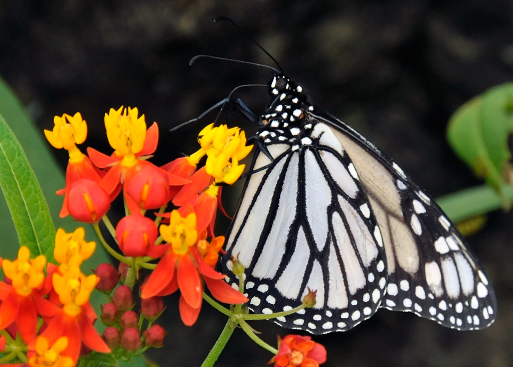 white monarchs a rare white monarch butterfly. we had the … Flickr